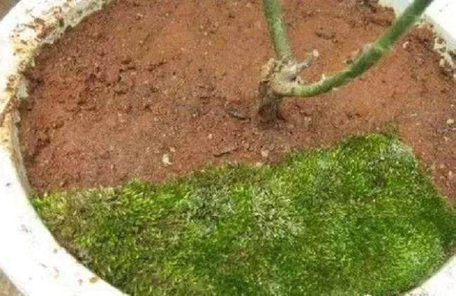 图解 制作盆景苔藓的5个步骤