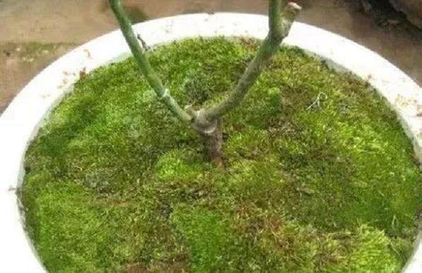 图解 制作盆景苔藓的5个步骤