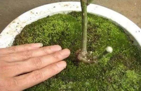 图解 制作盆景苔藓的5个步骤