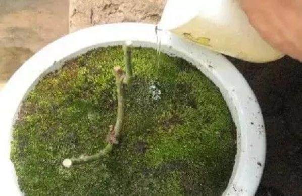 图解 制作盆景苔藓的5个步骤