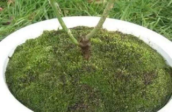 图解 制作盆景苔藓的5个步骤