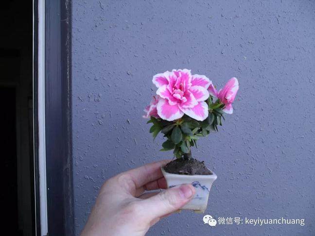 如何在春天修剪杜鹃盆景