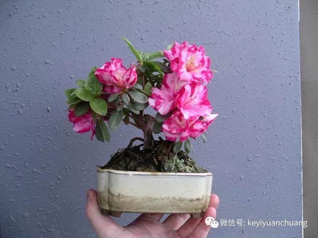 修剪杜鹃盆景