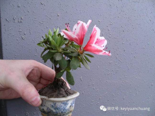 图解 如何在春天修剪杜鹃盆景的方法