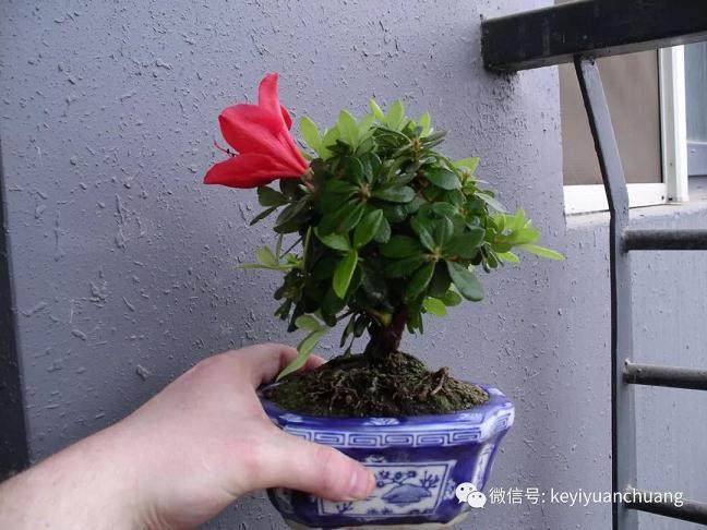 图解 如何在春天修剪杜鹃盆景的方法