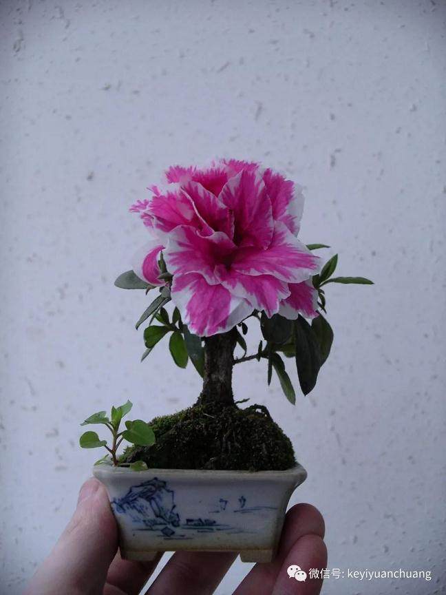 图解 如何在春天修剪杜鹃盆景的方法