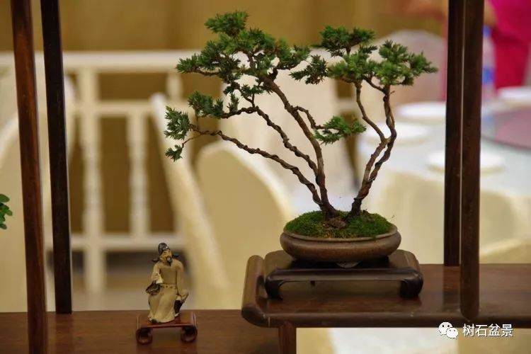 上海高级盆景艺术师盆景操作表演