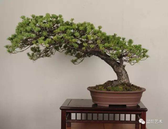 略谈树桩盆景的修剪