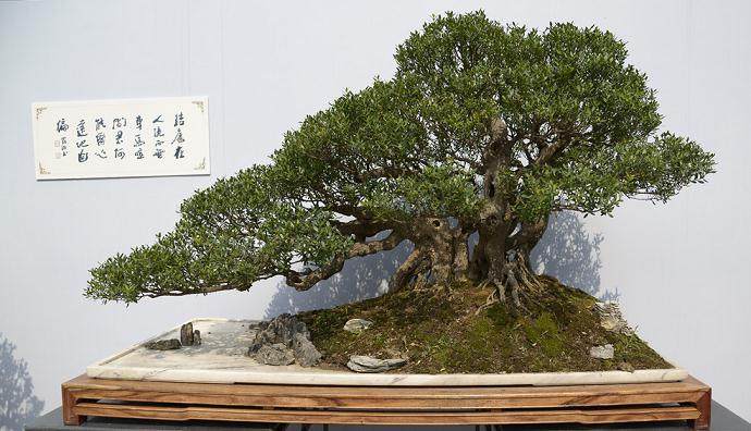 岭南盆景的忌枝切除法与蓄枝截干