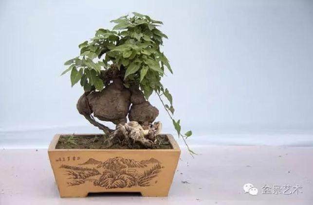 何首乌盆景的养殖方法