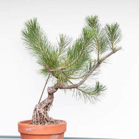 在夏季对黑松盆景怎么修剪工作