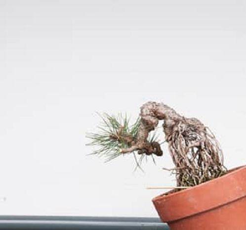 在夏季对黑松盆景怎么修剪工作