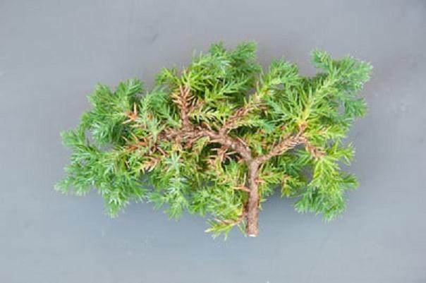 图解 如何修剪杜松盆景的枝条