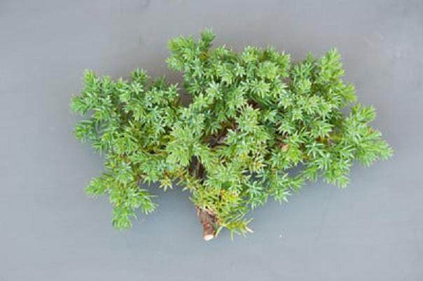 如何修剪杜松盆景的枝条?