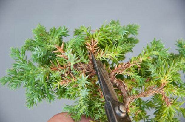 图解 如何修剪杜松盆景的枝条