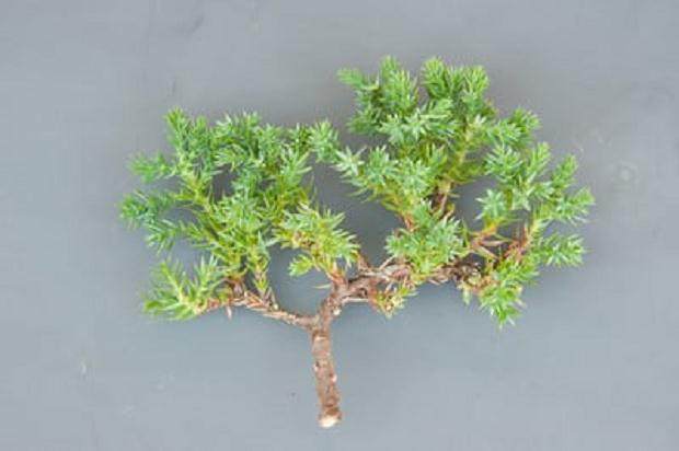 图解 如何修剪杜松盆景的枝条
