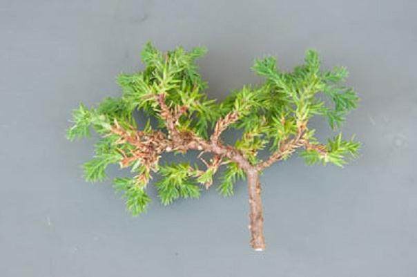 图解 如何修剪杜松盆景的枝条