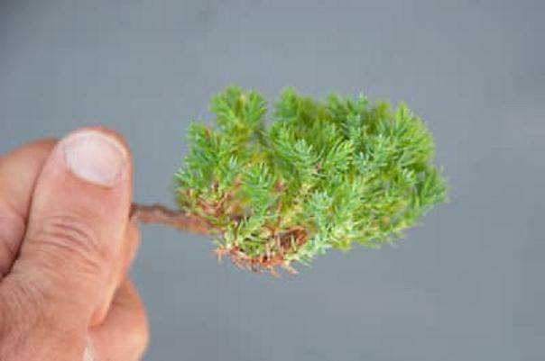 图解 如何修剪杜松盆景的枝条