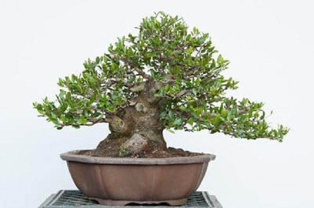 野冬青修剪之后