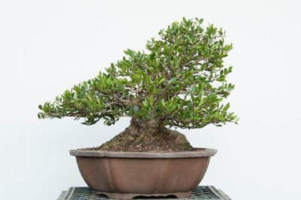 图解 对野冬青盆景怎么修剪的5个过程