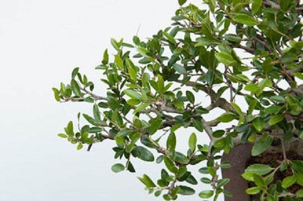 图解 对野冬青盆景怎么修剪的5个过程