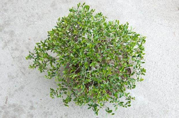 图解 对野冬青盆景怎么修剪的5个过程