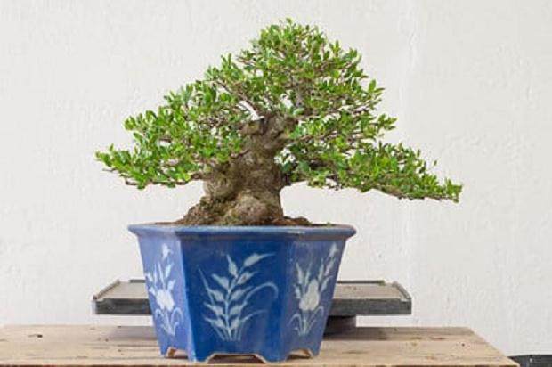 图解 对野冬青盆景怎么修剪的5个过程