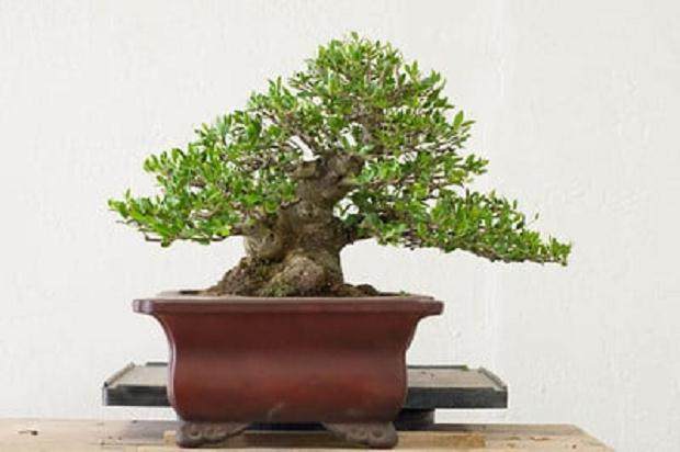 图解 对野冬青盆景怎么修剪的5个过程