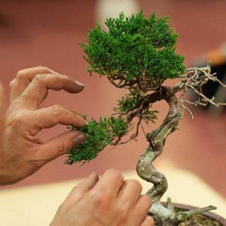 近藤在湾岛盆景会议上的评论