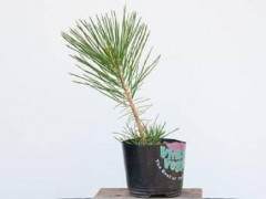 图解修剪一棵半岁的黑松盆景