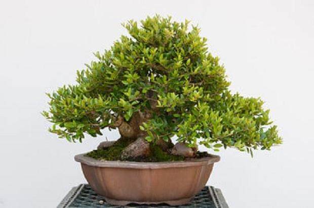 关于盆景制作的3个常见方法