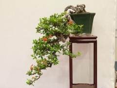 红木帝国盆景协会第30届年度展会落叶和阔叶盆景