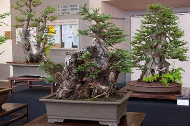 红木帝国盆景协会第30届盆景展上的针叶树