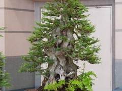 红木帝国盆景协会第30届盆景展上的针叶树