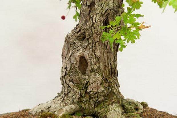 红木帝国盆景协会第30届年度展会