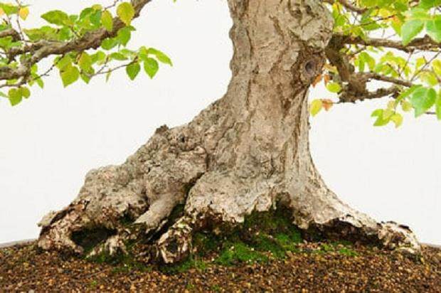 红木帝国盆景协会第30届年度展会