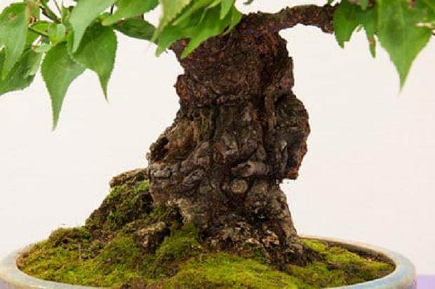 红木帝国盆景协会第30届年度展会