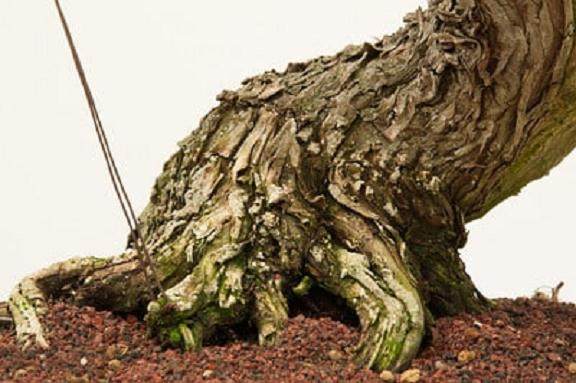 红木帝国盆景协会第30届年度展会