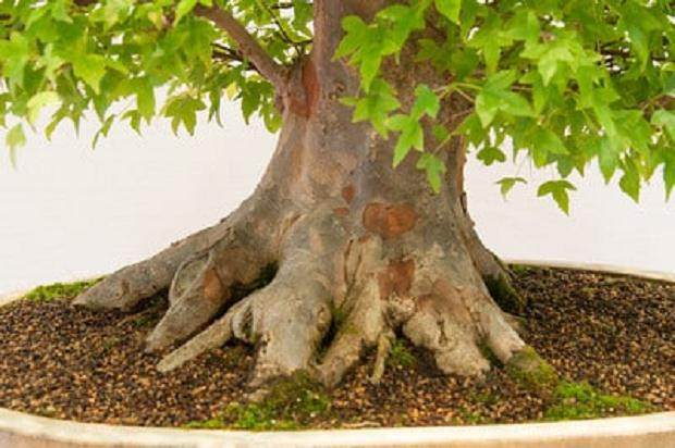 红木帝国盆景协会第30届年度展会