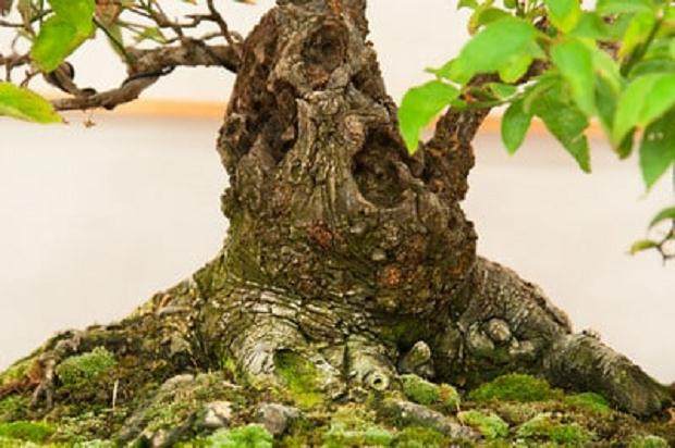 红木帝国盆景协会第30届年度展会