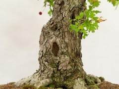 红木帝国盆景协会第30届年度展会