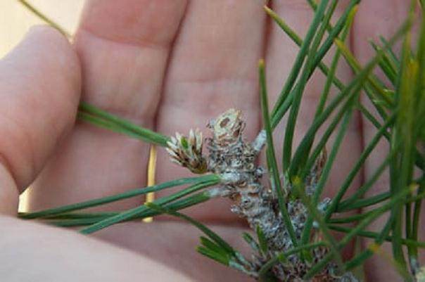 修剪松树盆景时 重要的是做一个方形切割