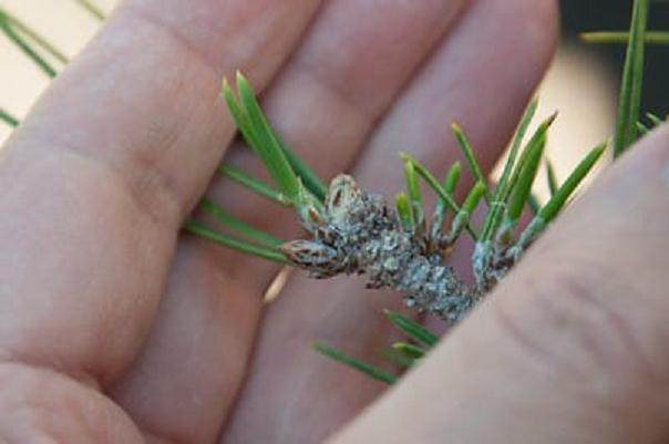 修剪松树盆景时 重要的是做一个方形切割