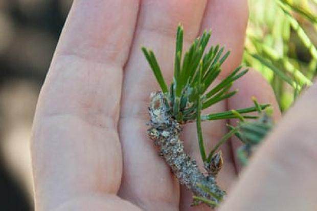 修剪松树盆景时 重要的是做一个方形切割