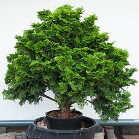 柏树盆景的空中压条技巧