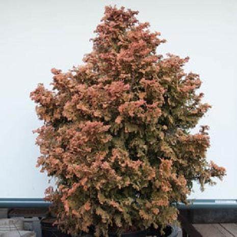 柏树盆景的空中压条技巧