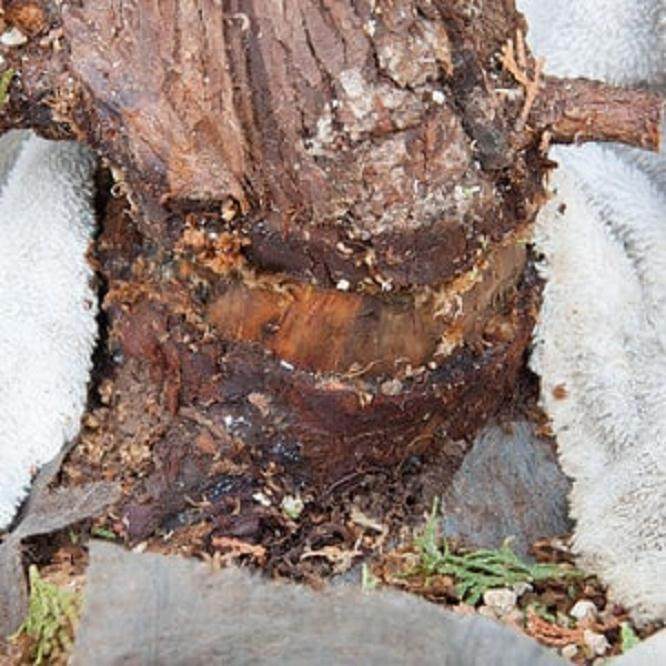 柏树盆景的空中压条技巧