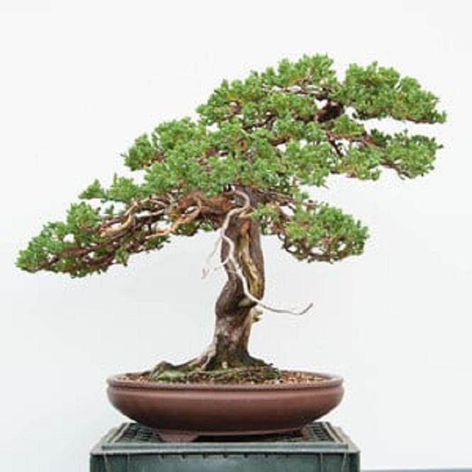 我在湾岛盆景研讨会上演示杜松盘扎