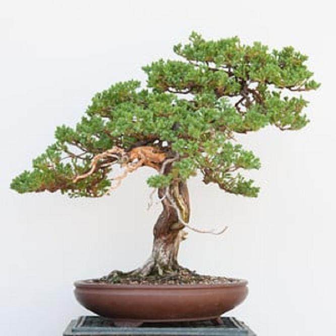 我在湾岛盆景研讨会上演示杜松盘扎