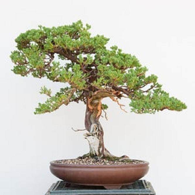 我在湾岛盆景研讨会上演示杜松盘扎